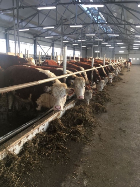 Андрей Разин откроет 29 июля ферму молочно-мясного направления на 3,8 тыс. скотомест в Волоколамском округе Подмосковья