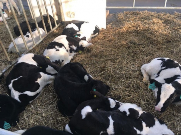 Андрей Разин откроет 29 июля ферму молочно-мясного направления на 3,8 тыс. скотомест в Волоколамском округе Подмосковья