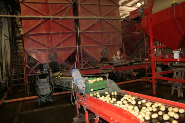 Уборка раннего картофеля началась в Подмосковье