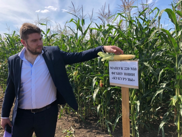 Демонстрационный показ посевов гибридов кукурузы состоялся в Луховицах