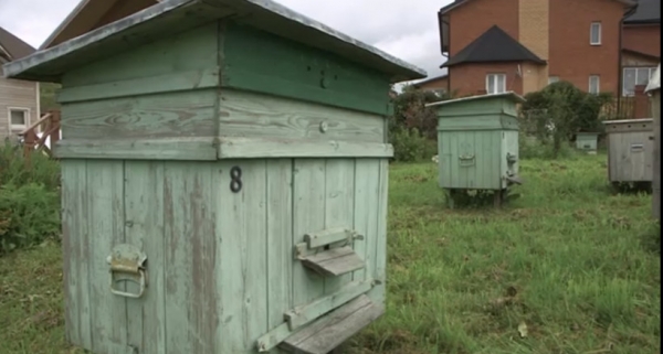 Пчеловод из Дмитрова получил грантовую поддержку в размере 1,5 млн. рублей от властей региона