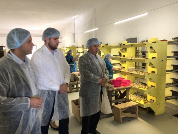 Производство яиц на единственной промышленной перепеловодческой фабрике в Подмосковье возросло на 25%