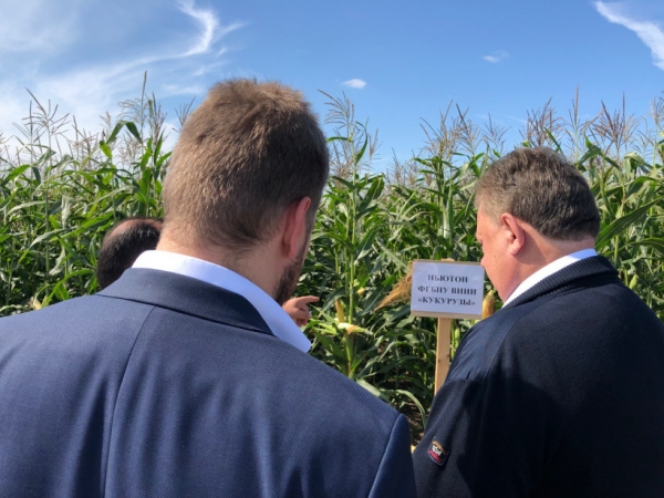 Демонстрационный показ посевов гибридов кукурузы состоялся в Луховицах