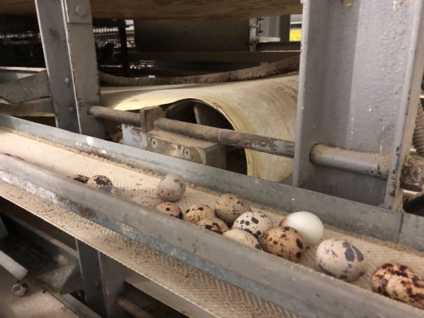 Производство яиц на единственной промышленной перепеловодческой фабрике в Подмосковье возросло на 25%