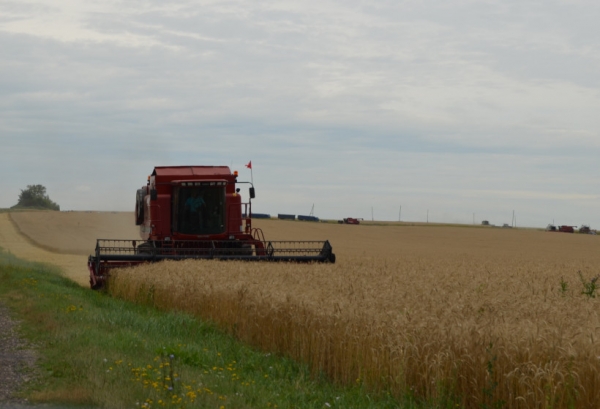 Аграрии Подмосковья продолжают уборку зерновых, намолочено порядка 330 тыс. тонн