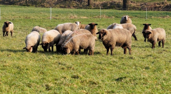 Отменён карантин по пневмонии овец в городском округе Подольск