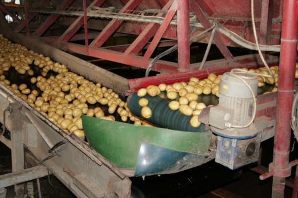 Более 560 тыс. тонн овощей и картофеля собрали в Подмосковье на начало октября
