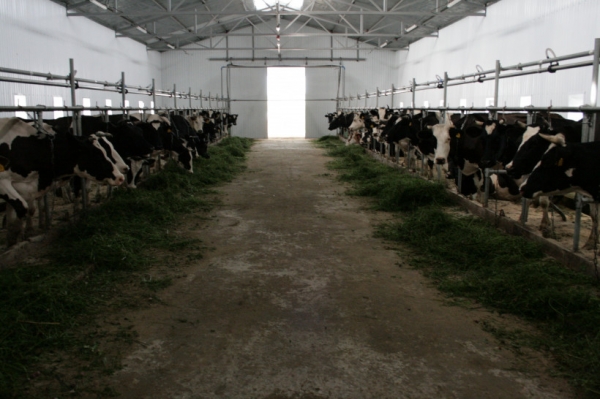 В Подмосковье планируют открыть 14 молочных предприятий и 8 ферм в 2020-2021 годах