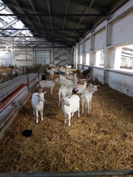 Козоводческую ферму из Пушкинского района Московской области отметили фермеры из Нидерландов