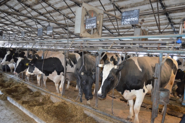 Рост производства молока в Подмосковье по итогам 2019 года может составить 3%