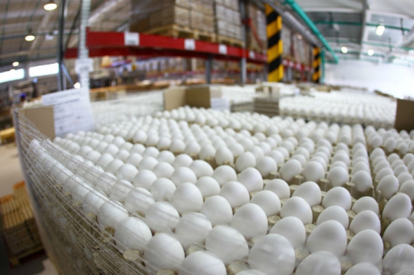 С начала года в Подмосковье произведено более 100 млн. штук яиц