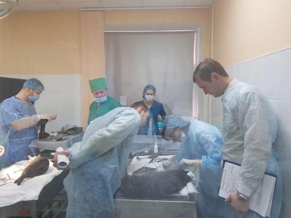 Лучшую ветеринарную клинику определили в подмосковном городском округе Мытищи