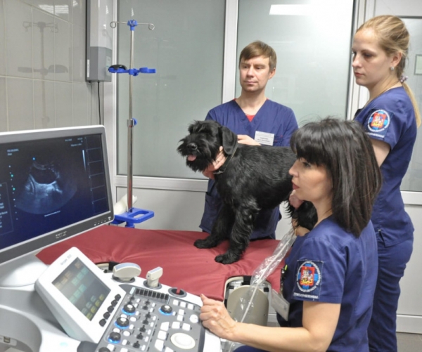Единый колцентр и скорая ветеринарная помощь начали работать в Подмосковье с 1 ноября