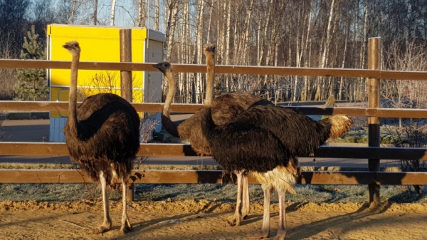 Ветеринары Подмосковья обследуют экзотических животных, привезённых в зоопарк Ленинского района