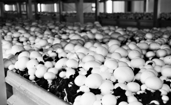 Подмосковье сохранит субсидирование части капитальных расходов в грибоводстве