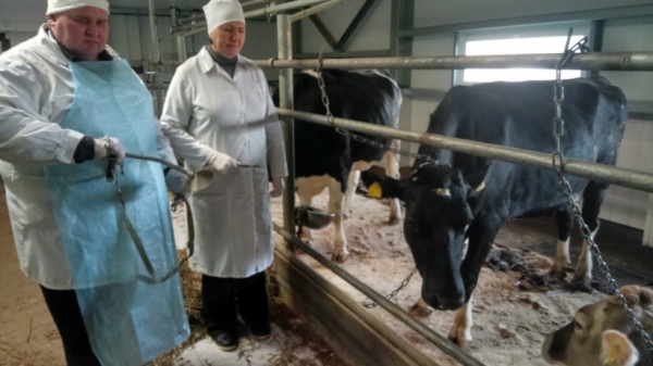 Ветврачи Кубинской лечебницы дали рекомендации фермерам по предотвращению несчастных случаев при кормлении коров