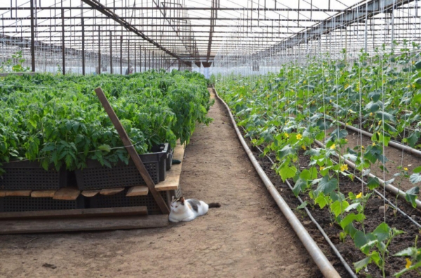 На 44% увеличится сбор овощей защищенного грунта в Подмосковье по итогам 2019 года