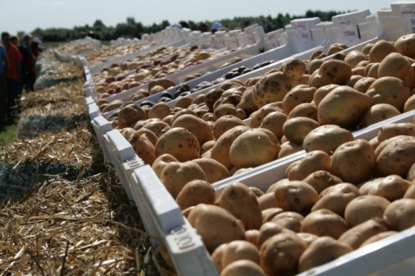 В Подмосковье собрали картофель с рекордной урожайностью 323 центнера с одного гектара