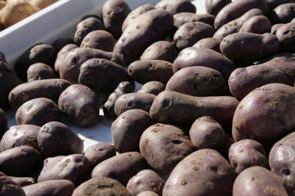 В Подмосковье собрали картофель с рекордной урожайностью 323 центнера с одного гектара