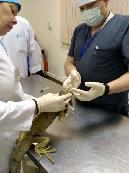 В Дмитровской ветеринарной станции проходит лечение игуана по кличке «Макс»