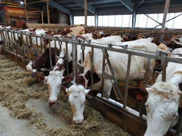 Более 50 тысяч тонн молока произвели в Домодедове по итогам 2019 года