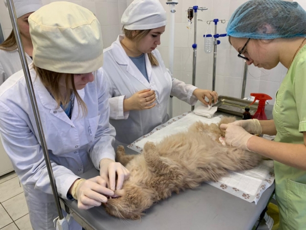 Порядка 140 будущих ветеринарных специалистов прошли практику в госветслужбе Минсельхозпрода Подмосковья