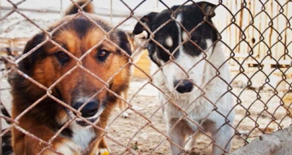На отлов и содержание безнадзорных собак в Подмосковье на первое полугодие 2020 года выделено 157 млн. рублей
