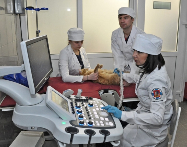Для удобства жителей региона в Подмосковье работают 6 круглосуточных ветеринарных учреждений