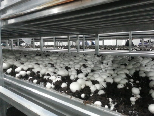 Первый урожай в 15 тонн получен на новой грибной ферме в подмосковной Электростали