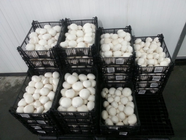 Первый урожай в 15 тонн получен на новой грибной ферме в подмосковной Электростали