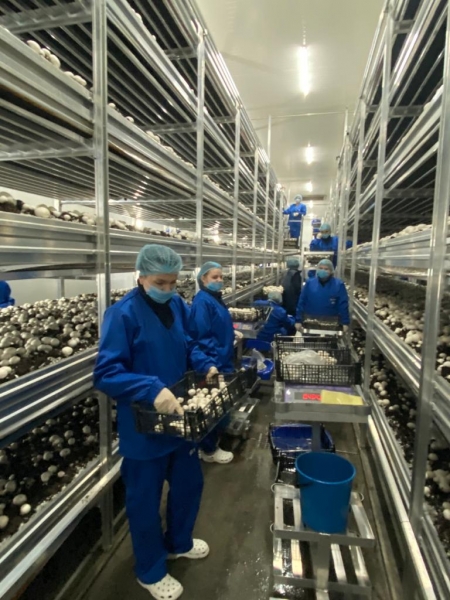 В Подмосковье планируется удвоить производство грибов к концу года