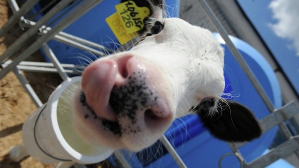 Производство молока выросло в Подмосковье на 5% за первый квартал 2020 года
