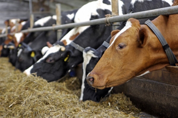 Валовое производство молока в Московской области превысило  прошлогодний уровень на 6%
