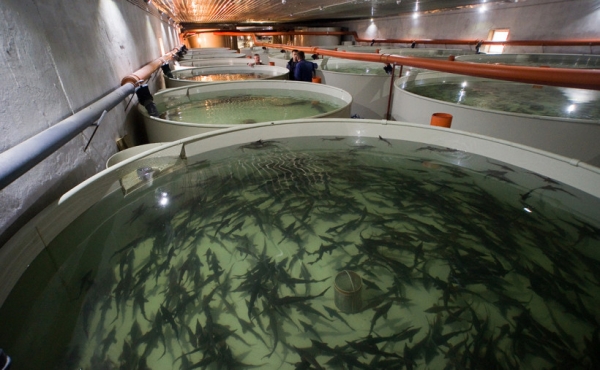 Порядка 620 тонн товарной рыбы произвели в Московской области за первый квартал 2020 года