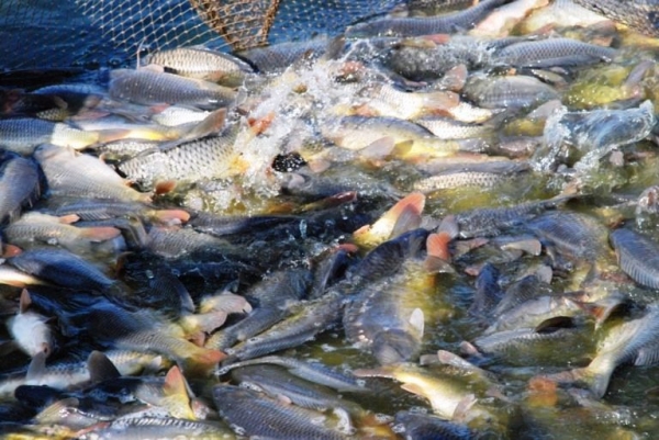 Порядка 620 тонн товарной рыбы произвели в Московской области за первый квартал 2020 года