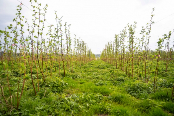 Более 80 тысяч кустов клубники и малины высадят в этом году на ферме в городском округе Солнечногорск