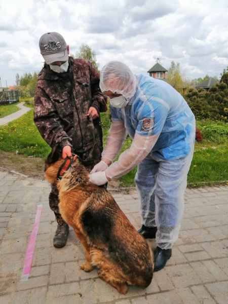 В Подмосковье возобновлена работа передвижных пунктов вакцинации животных против бешенства