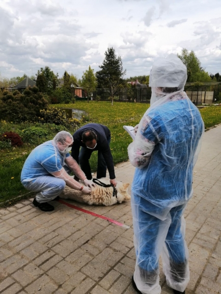 В Подмосковье возобновлена работа передвижных пунктов вакцинации животных против бешенства