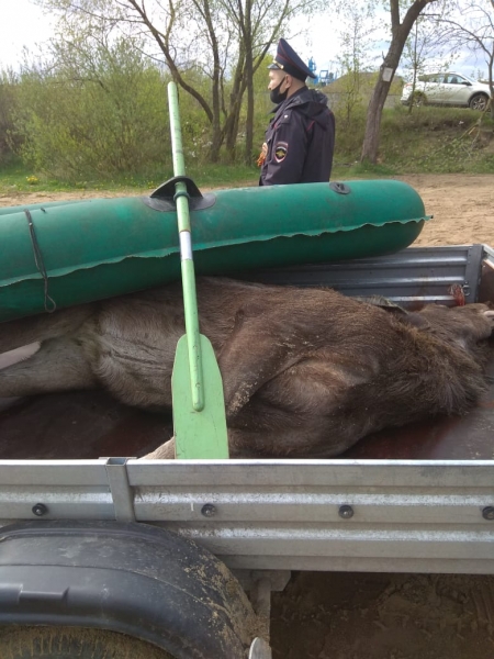 За незаконную добычу лося в Подмосковье задержаны браконьеры