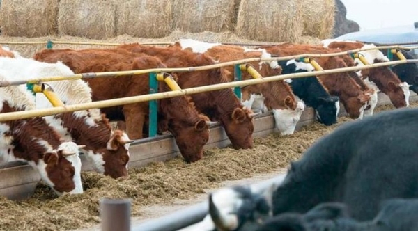 С начала года 8 сельхозпредприятий Подмосковья оздоровлены от лейкоза коров