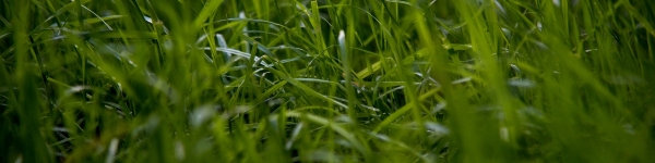Более 266 тысяч квадратных метров травы покошено в Химках 
 