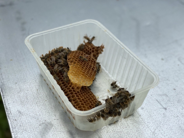 Первый племенной репродуктор по разведению пчел создается в Московской области