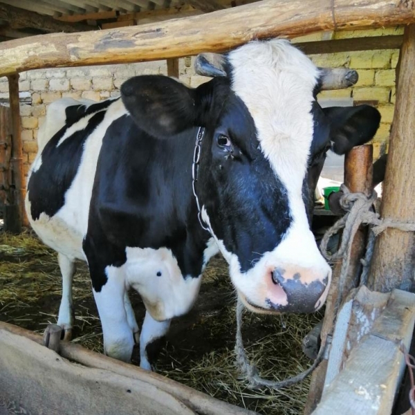Количество коров с надоем 10 тыс. кг увеличилось в Подмосковье более чем на 26 %