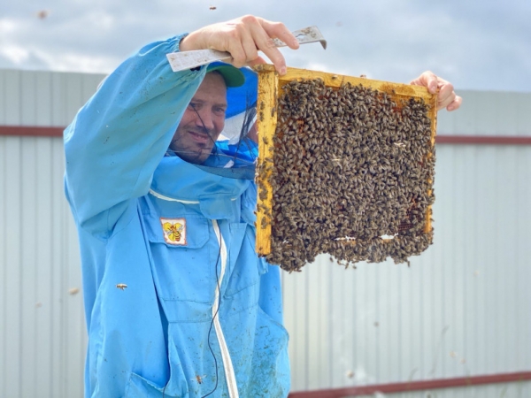Первый племенной репродуктор по разведению пчел создается в Московской области