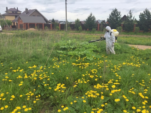Порядка 50% земли обработано от борщевика в Богородском округе Подмосковья