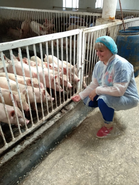 Специалисты ветеринарной службы Подмосковья проводят эпизоотический мониторинг предприятий по разведению свиней