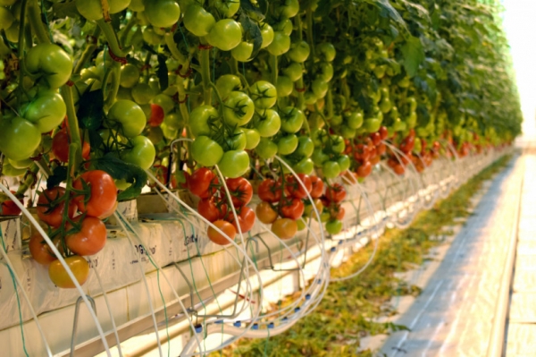 Более 55,5 тыс. тонн овощей собрали в тепличных хозяйствах Московской области с начала года