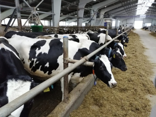 Подведены итоги оценки крупного рогатого скота Московской области за 2019 год