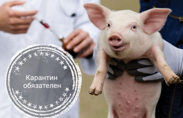 Порядка 140 тыс. сельхозживотных прошли карантинные мероприятия в Подмосковье с начала года