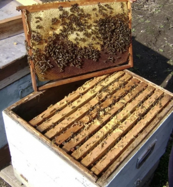 В Мособлдуме поддержали законопроект о пчеловодстве